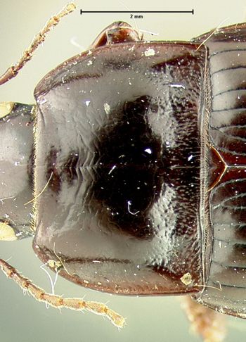 Media type: image;   Entomology 33030 Aspect: pronotum dorsal